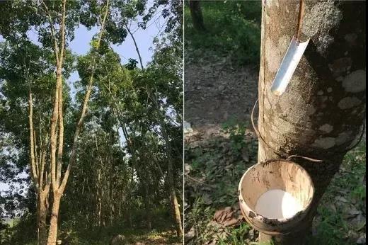 車市預(yù)計(jì)回暖 天膠年初或保持窄幅增長態(tài)勢