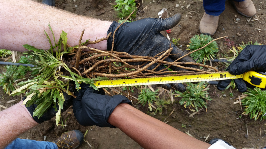 在美國，天然橡膠已被歸類為戰(zhàn)略原材料，是軍用、飛機(jī)和卡車輪胎的關(guān)鍵成分